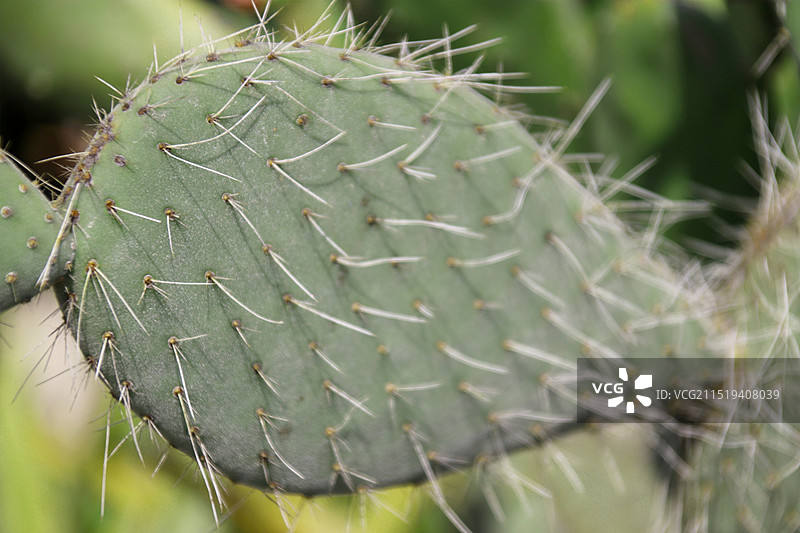 仙人掌植物特写图片素材