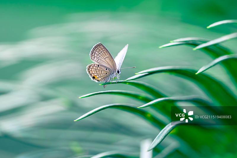 苏铁灰蝶图片素材