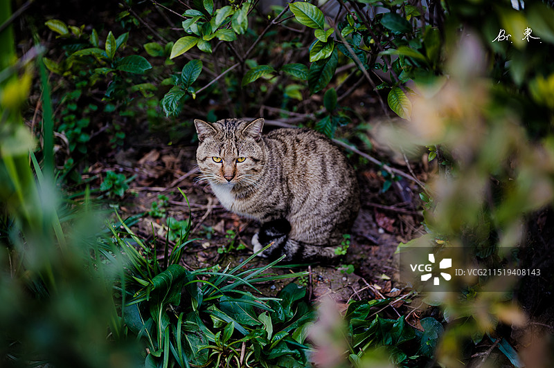 重修再发浦东圆野猫图片素材