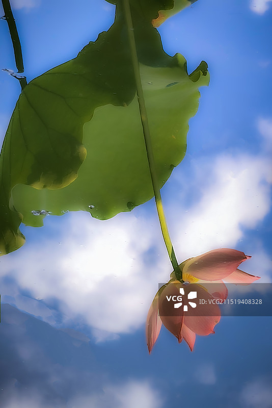 荷塘倒影图片素材