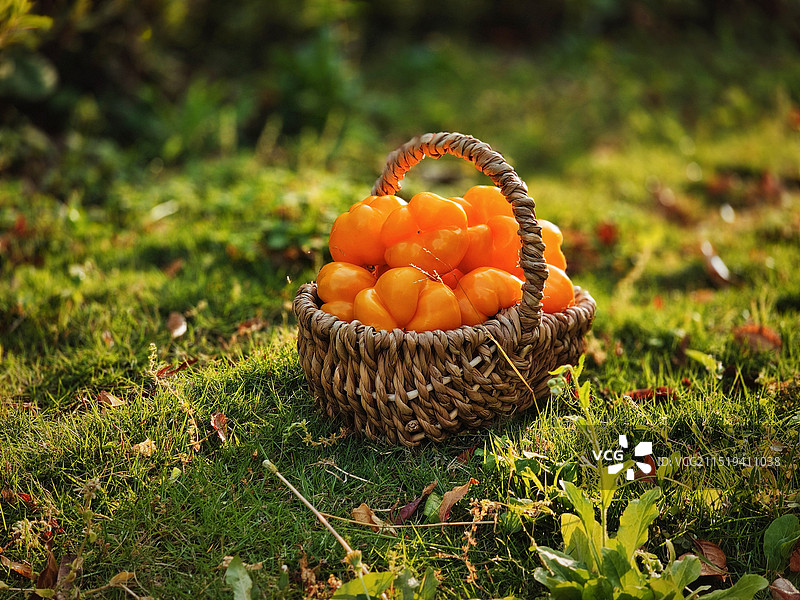 黄辣椒的高光时刻图片素材