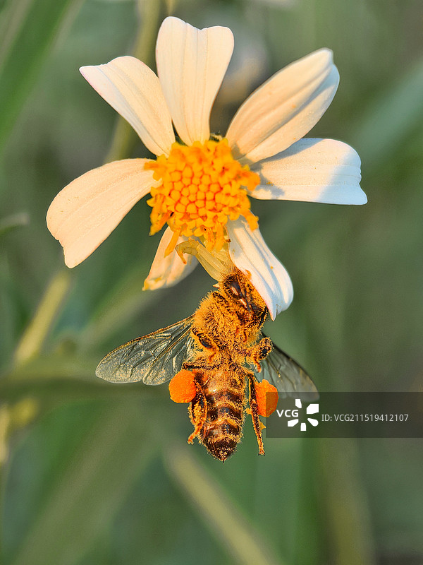 蟹蛛和蜜蜂在花上的特写镜头图片素材