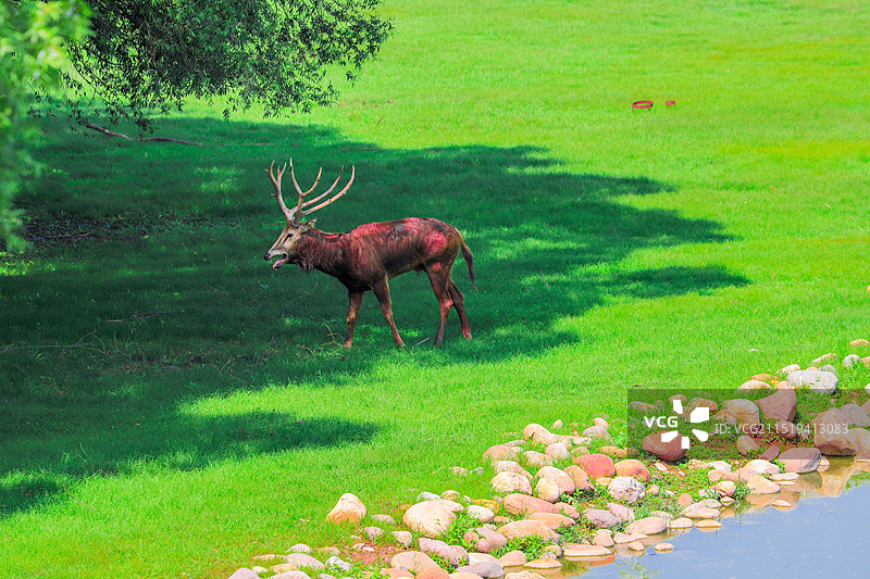 树荫下的麋鹿图片素材