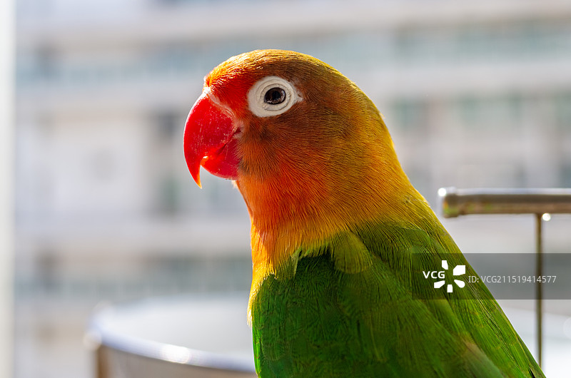 2024年9月22日，上海杨浦区一户寻常人家饲养的棕头牡丹鹦鹉（费氏情侣鹦鹉）。图片素材