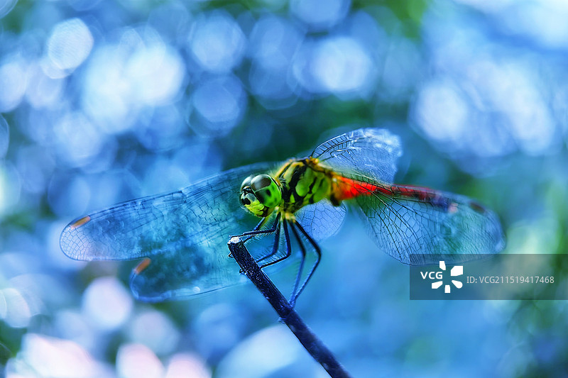 植物上蜻蜓特写镜头图片素材