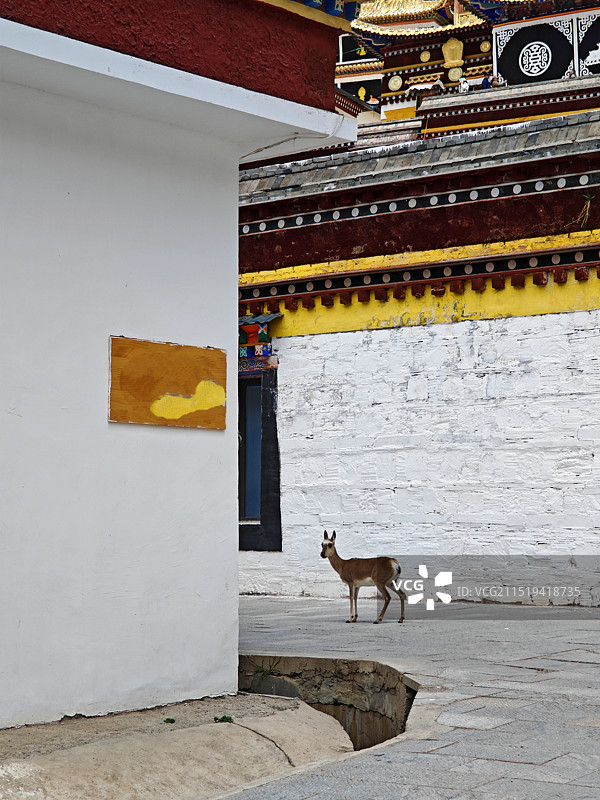 走进郎木寺的小鹿图片素材