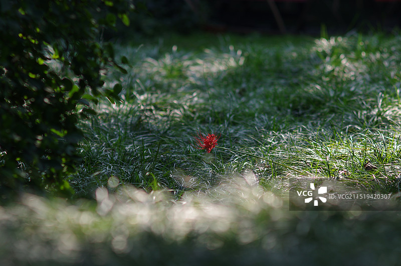 野外开花植物特写图片素材