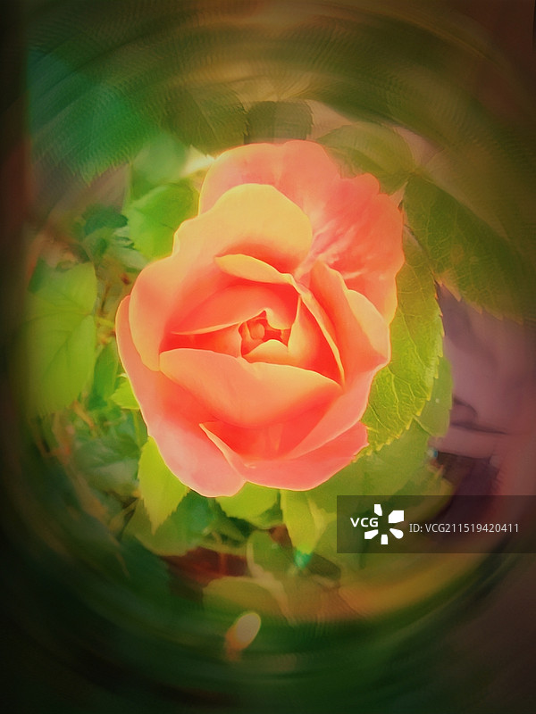 粉红玫瑰特写镜头图片素材