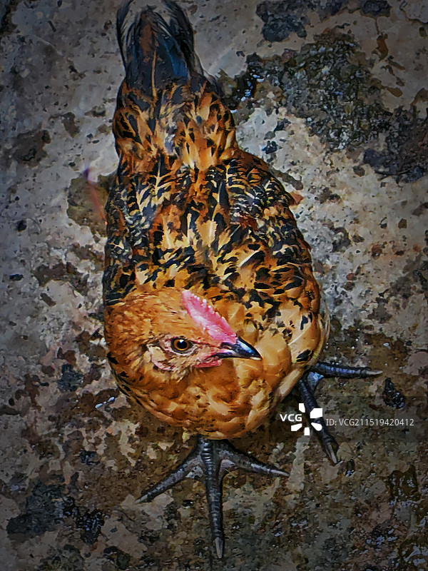 高角度视野下的鸡图片素材