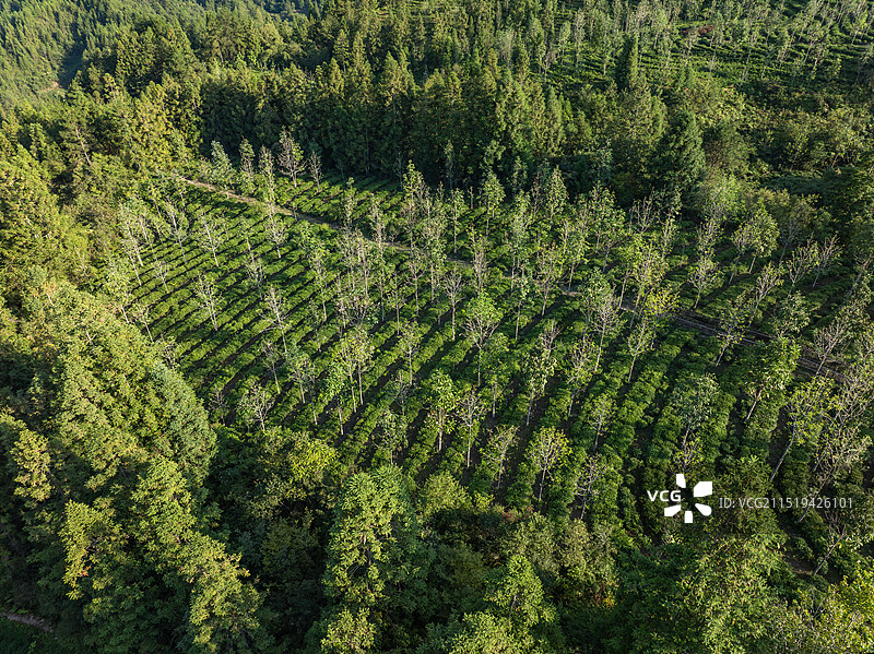 湖北利川忠路镇杨家坡生耕甘露德米特利川红有机茶园图片素材