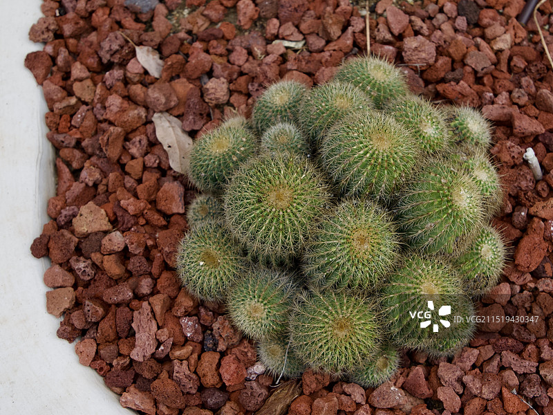 仙人球图片素材