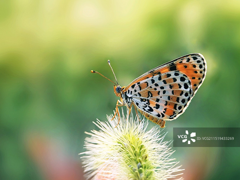 网斑蛱蝶在花上授粉的特写镜头图片素材