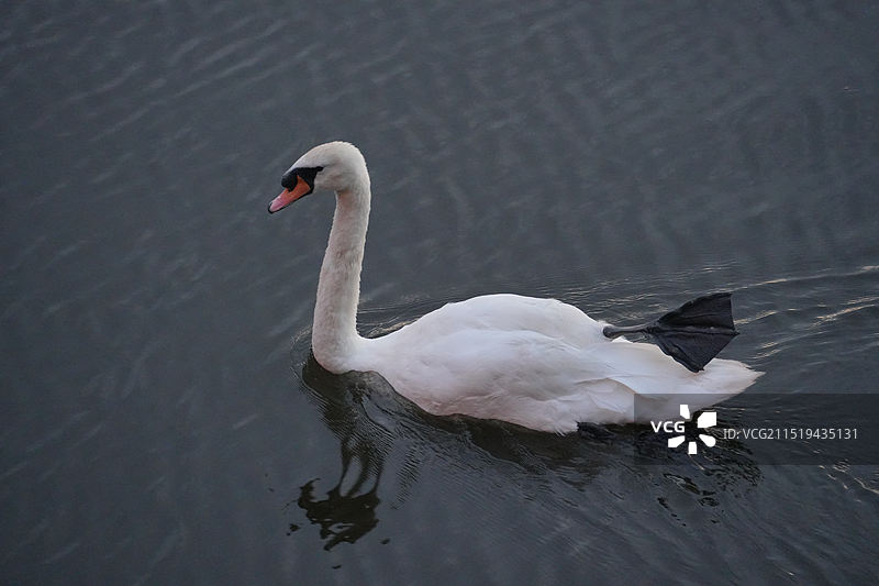 捷克布拉夫伏尔塔瓦河傍晚夜景，水鸟海鸥天鹅，河边，查理大桥图片素材