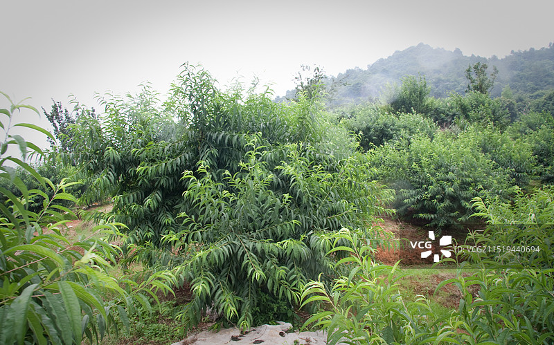 鹰嘴桃果园图片素材