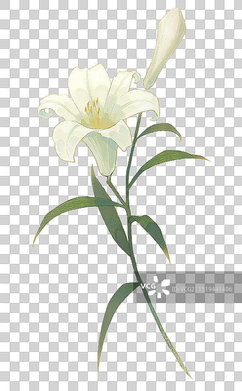 百合花图片素材