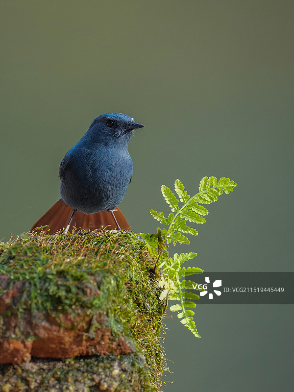 红尾水鸲图片素材