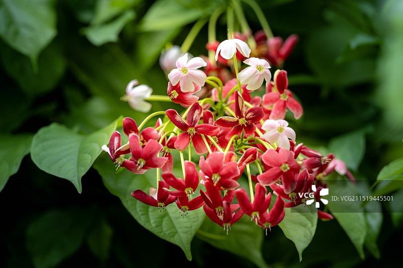 使君子3图片素材