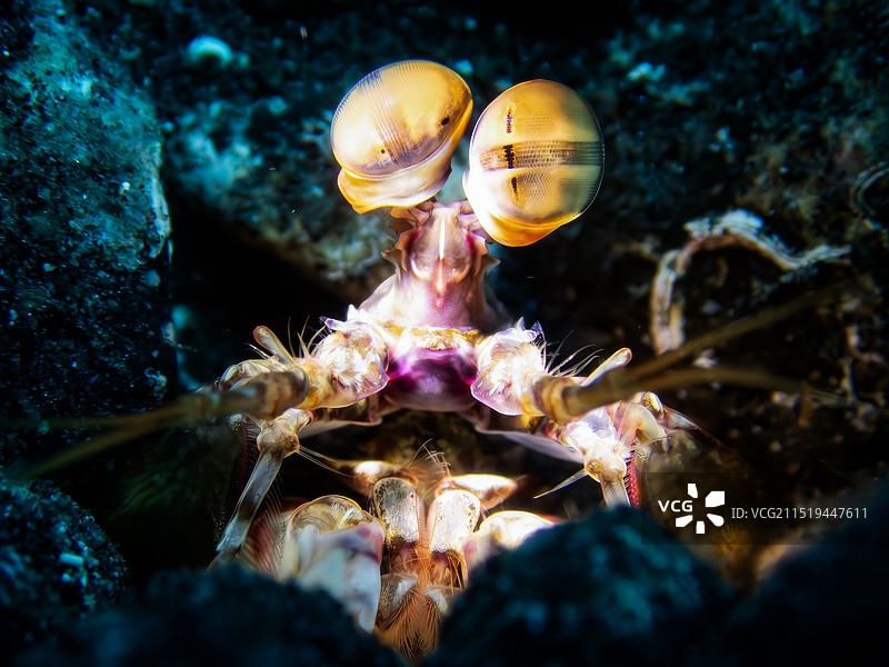 注视着镜头的雀尾螳螂虾图片素材