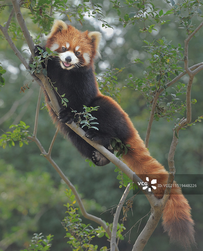 好奇(小熊猫)图片素材