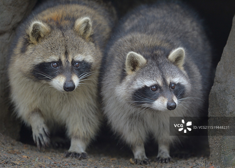 好奇(浣熊)图片素材