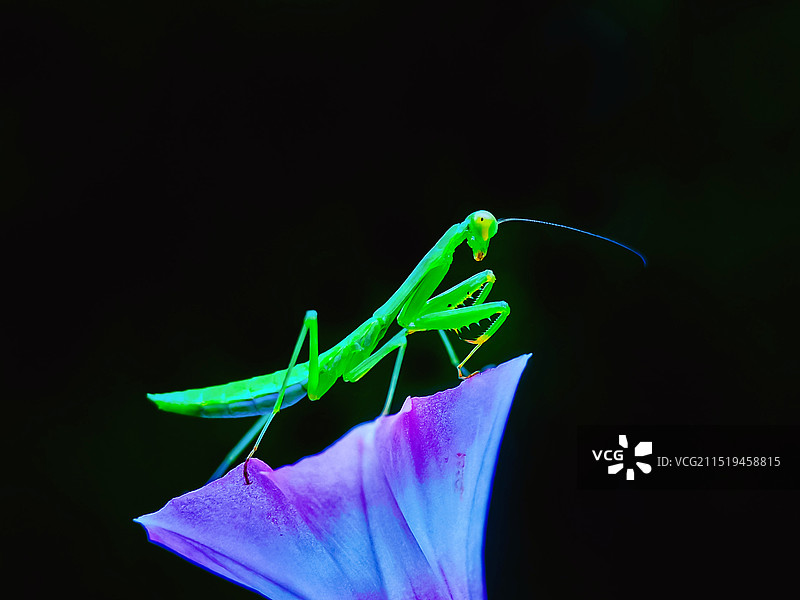 黑色背景下的螳螂特写图片素材