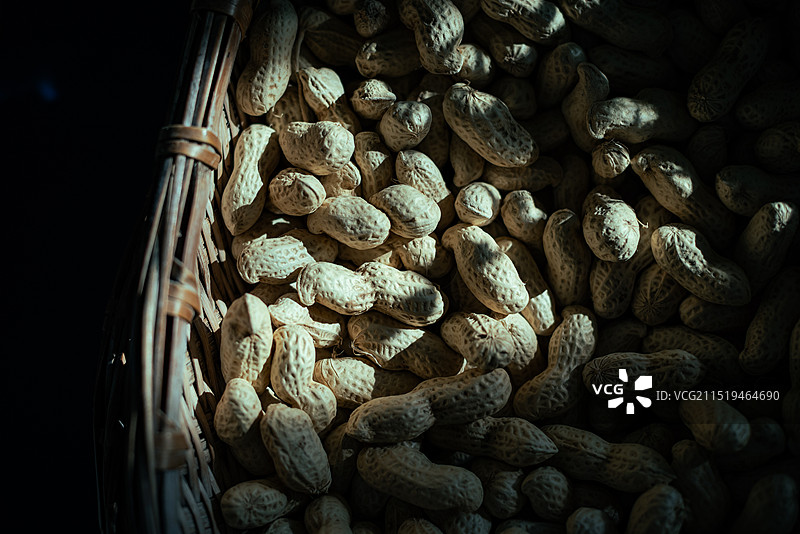 花生 新鲜花生 丰收图片素材