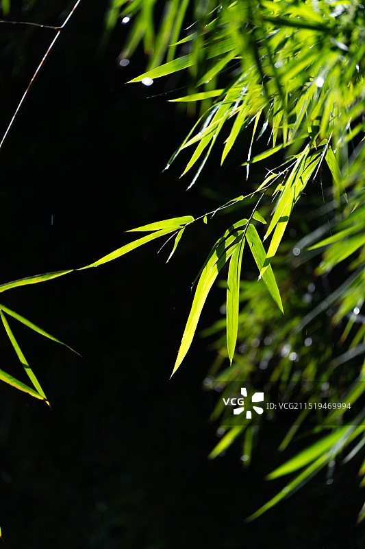 竹子的竹叶特写镜头图片素材