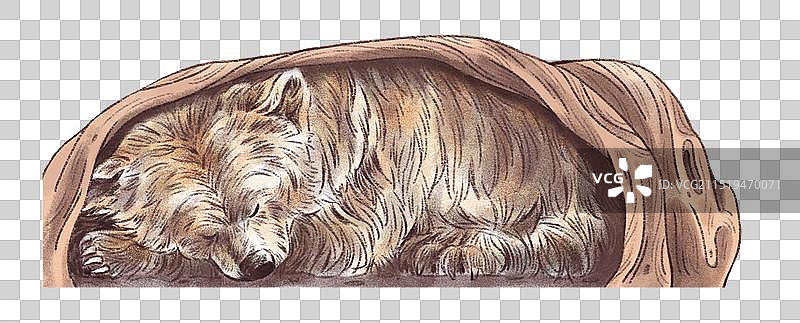 树洞里的棕熊图片素材