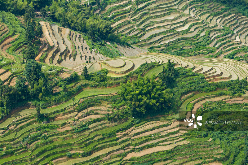 湖南娄底紫鹊界梯田 乡村田园风光航拍图片素材