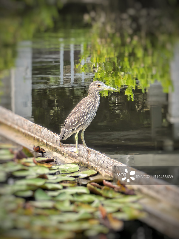 夜鹭的特写镜头图片素材