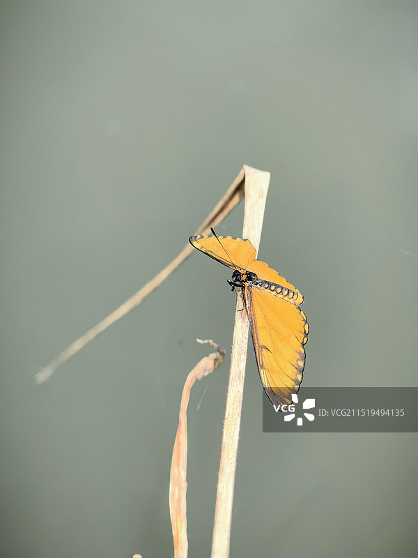 植物上苎麻珍蝶特写镜头图片素材