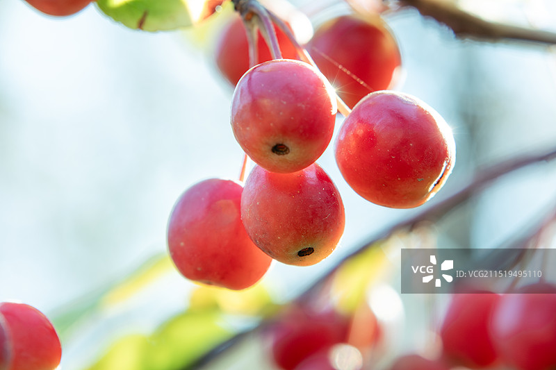 秋天阳光下枝头成熟的红色海棠果特写镜头 唐山南湖公园风光图片素材