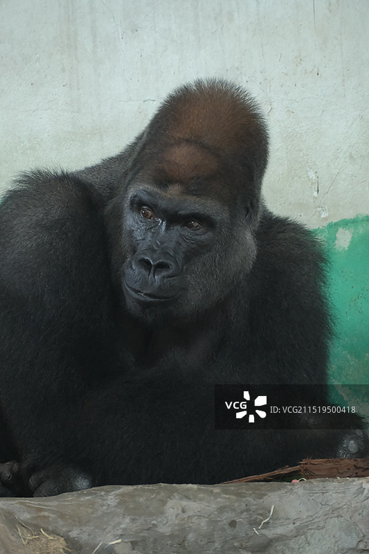 银背大猩猩海贝图片素材