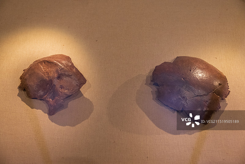 河北省博物院历史文物展品 侯家窑 早期智人头骨 化石图片素材