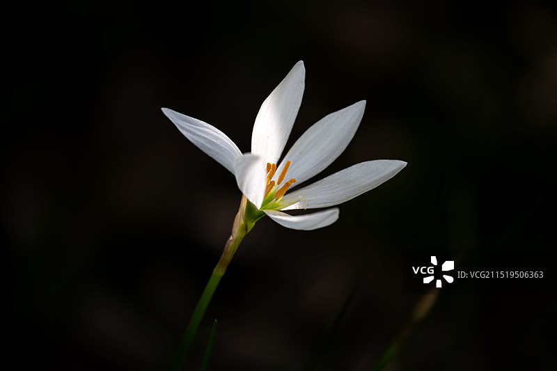 黑背景葱莲图片素材