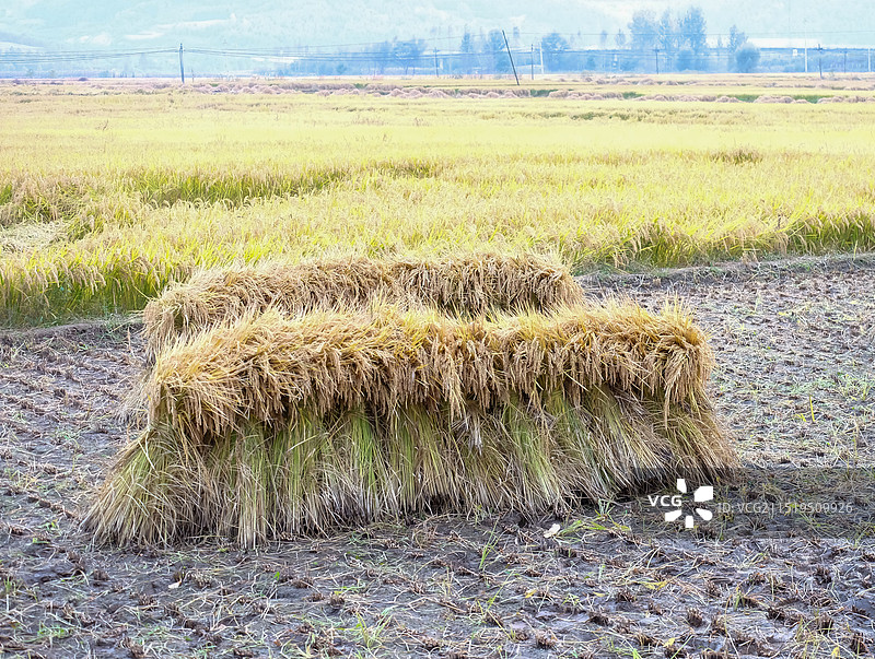 田间成捆的稻谷图片素材