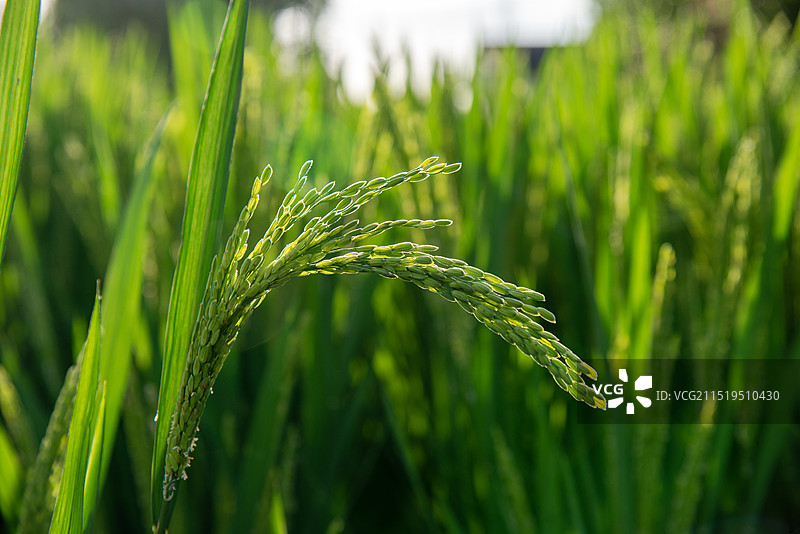 秋天的水稻图片素材