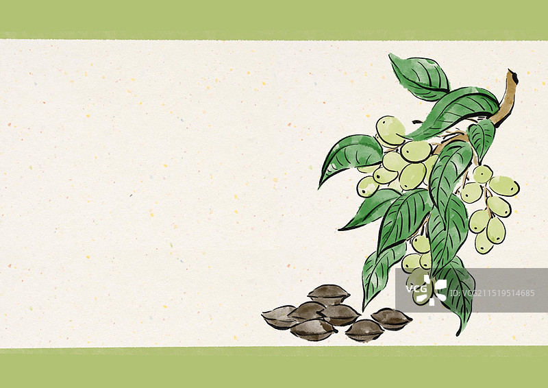 国潮风中医草药插画-胖大海图片素材