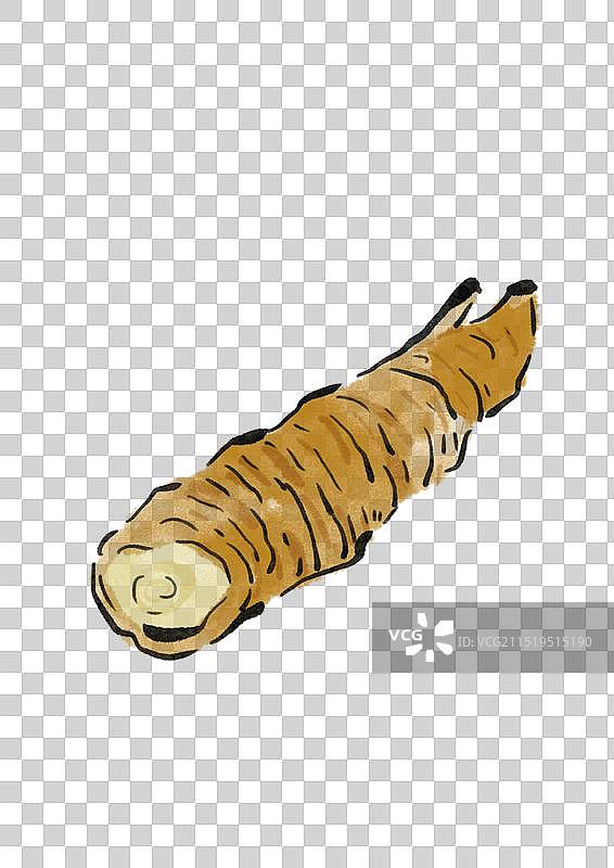 国潮风中医草药插画元素-沙参图片素材