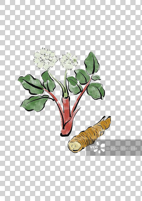 国潮风中医草药插画元素-沙参图片素材