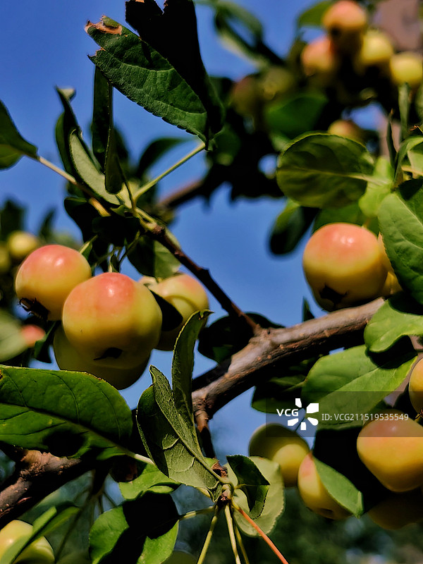 树上果实生长的低角度视图图片素材