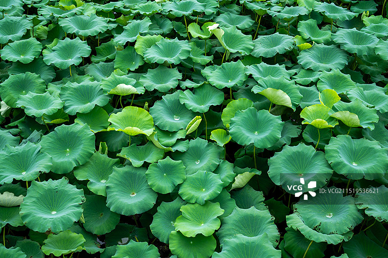 绿色荷叶图片素材