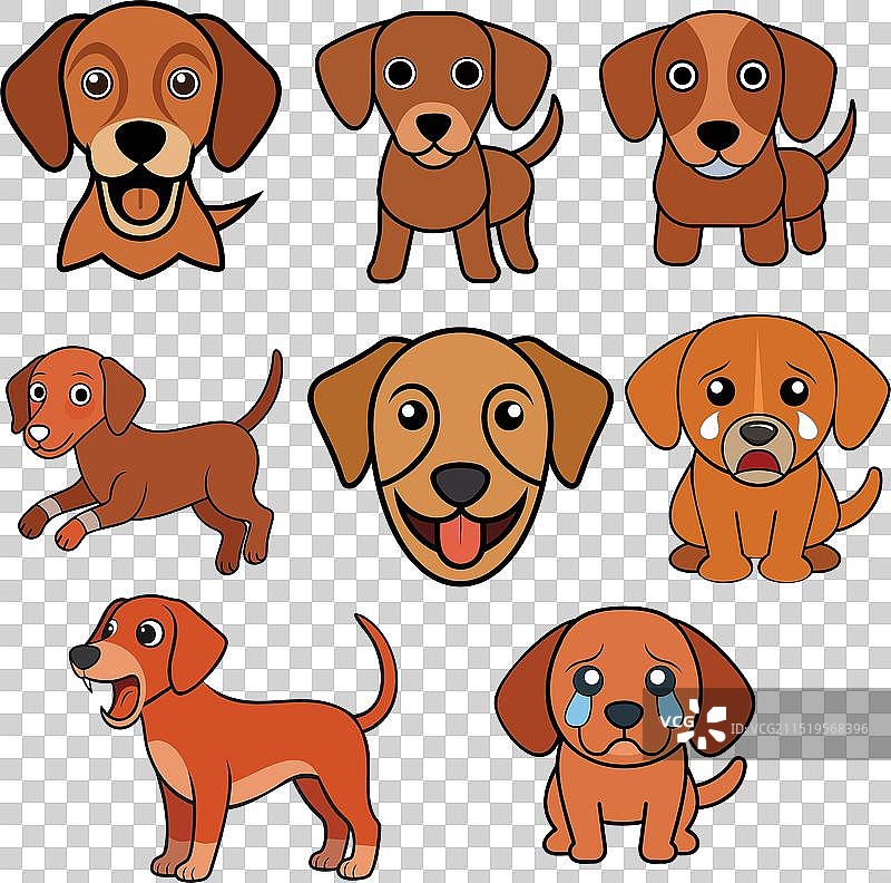 维兹拉刚毛指示犬动物设计图片素材