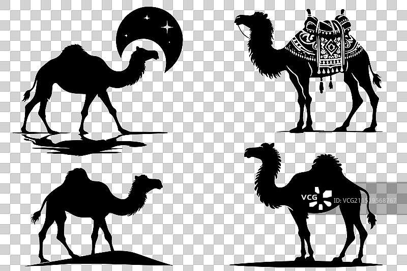 骆驼剪影合集图片素材