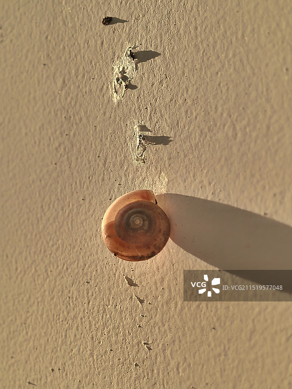 夕阳下，墙上的蜗牛壳拖着长长的影子图片素材