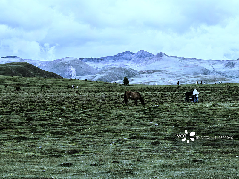 雅拉雪山下的塔公草原图片素材