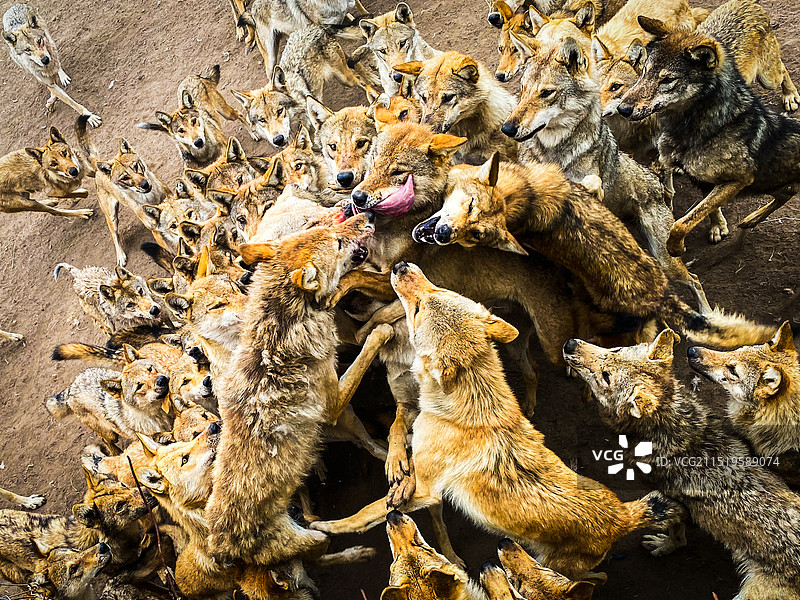 群狼争食图片素材