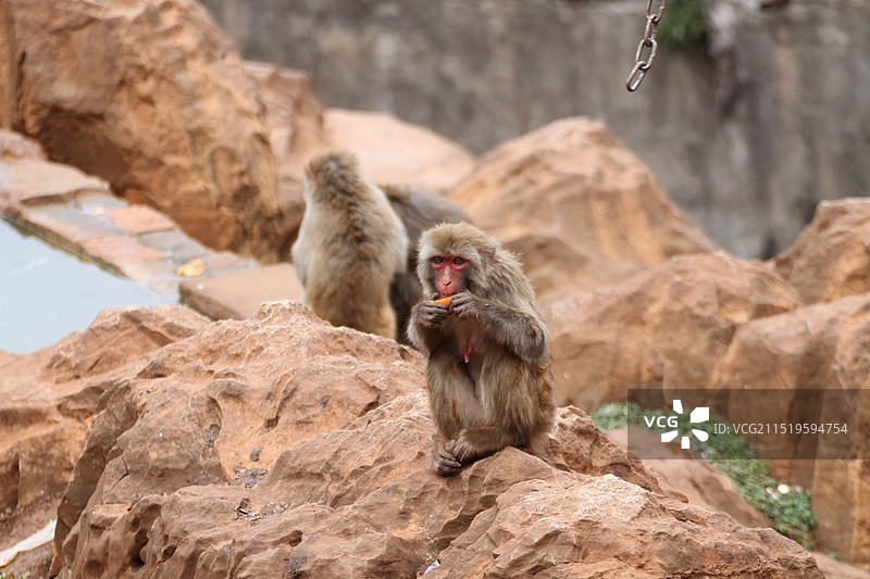昆明动物园的猴子图片素材