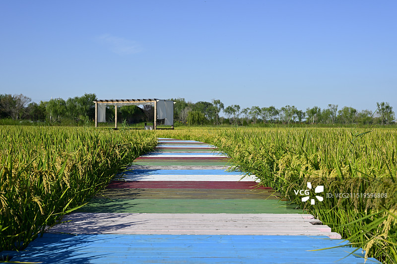 蓝天映衬下稻田中的彩色木板道路景色，天津市宁河区七星岛湿地风景区风光图片素材