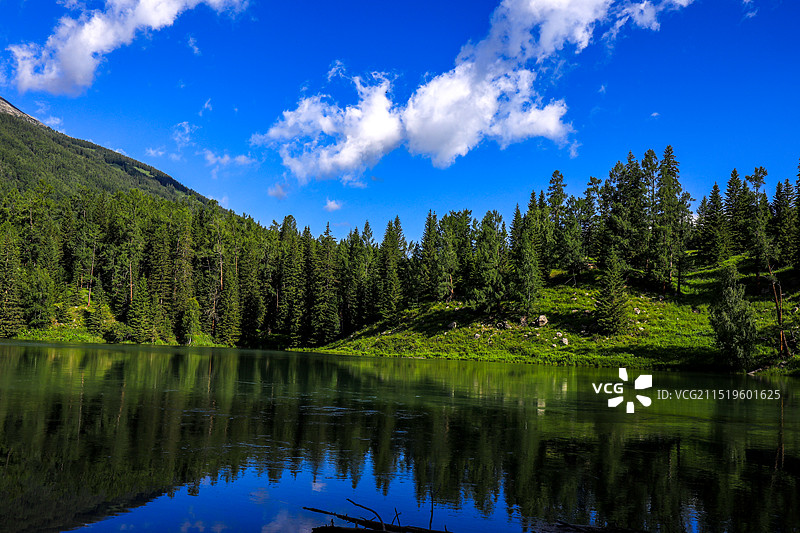 泰加林廊道图片素材